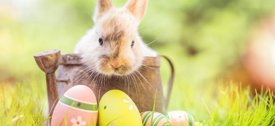 Le lapin de Pâques cache les oeufs dans les jardins.
