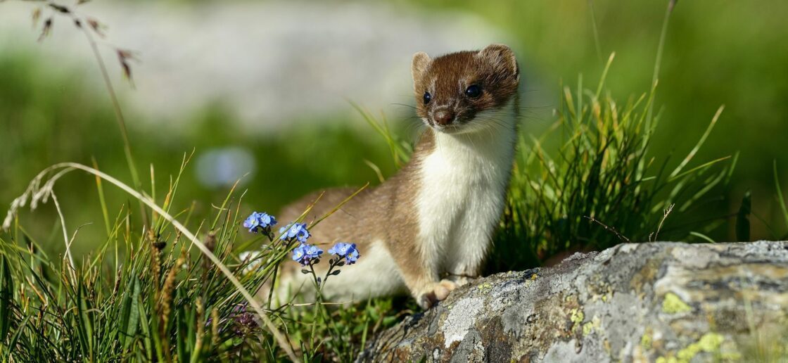 L’hermine, qui vit à 1000 m d’altitude était un animal de compagnie au Moyen Age
