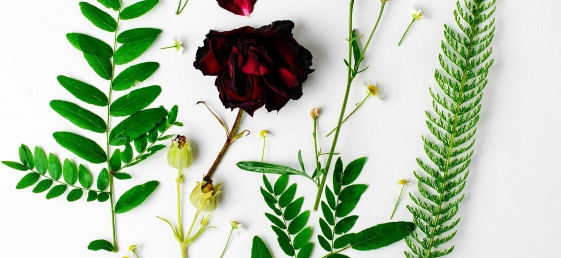 Étaler sa cueillette devant soi permet de visualiser chaque plante avant de les coller
