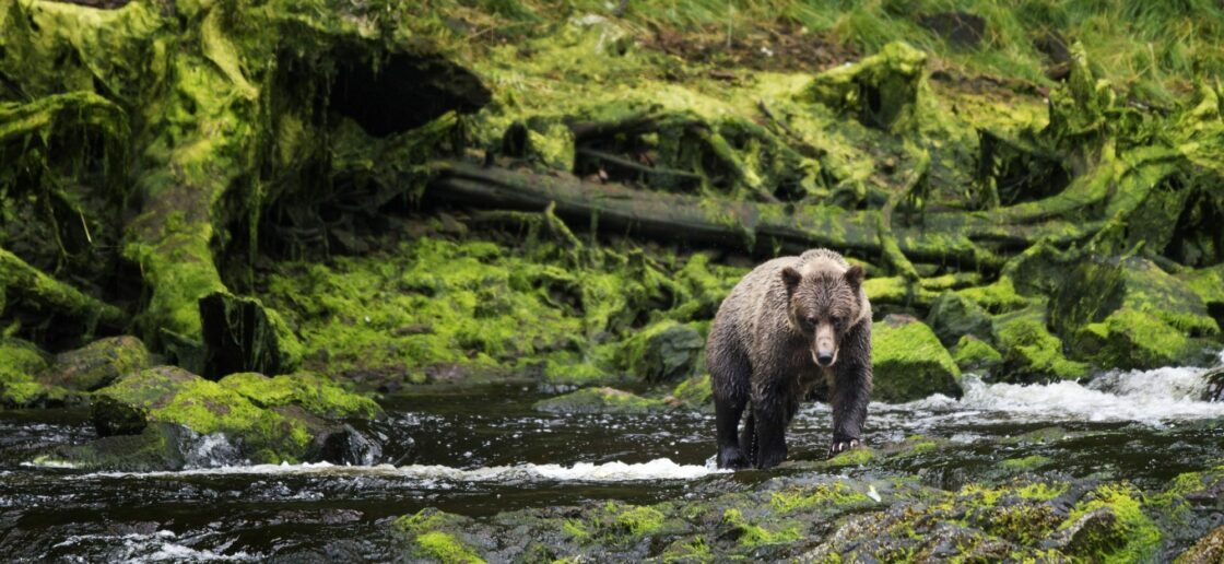 Baloo apprend les règles de la jungle à Mowgli
