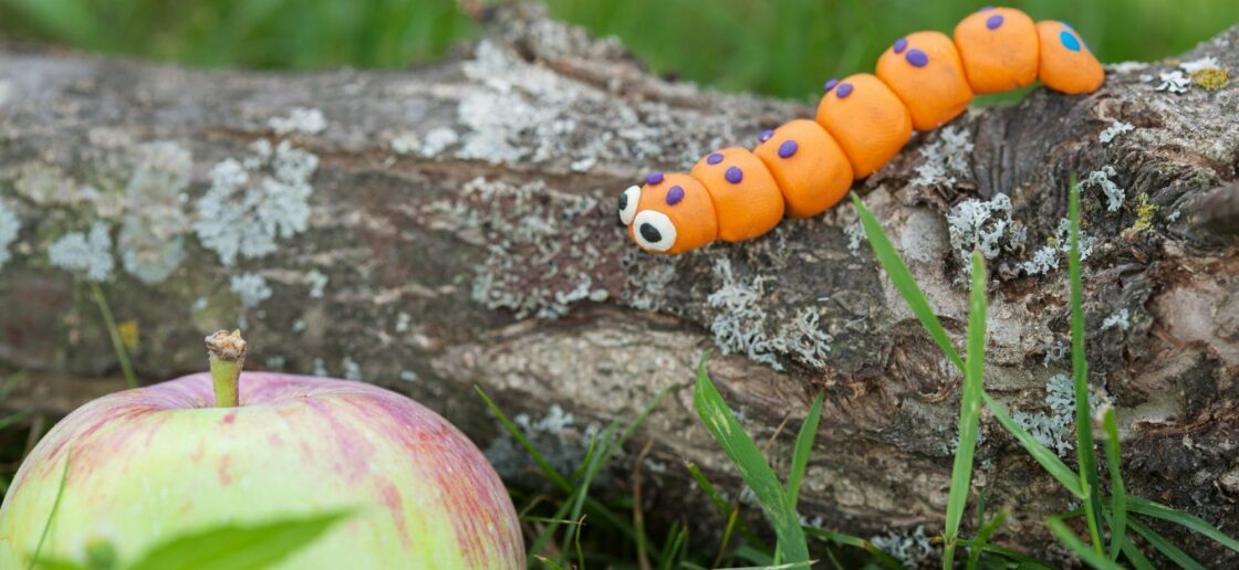 Attention à toi petite pomme, tu es belle à croquer et cette chenille a l’air affamée !
