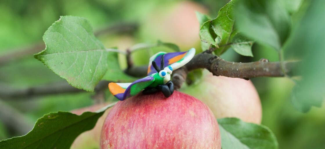 Papillon gourmand dans ses plus beaux atours
