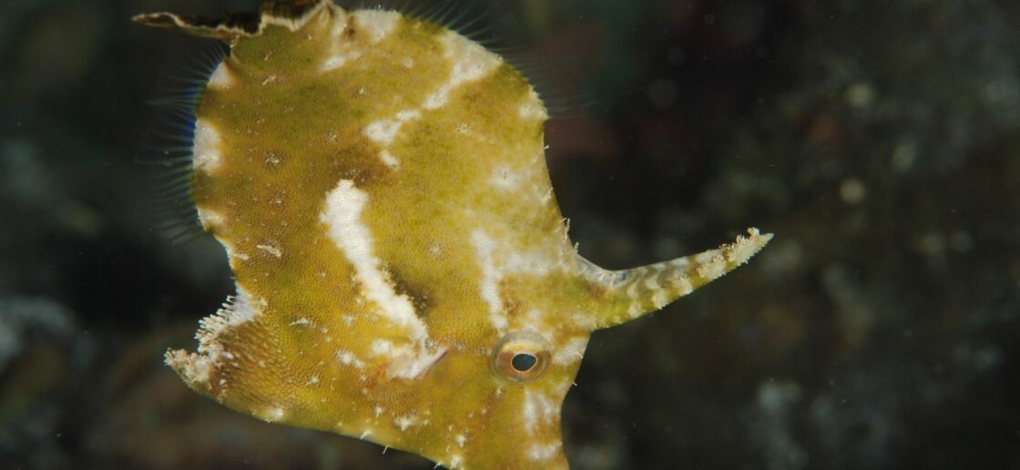 Chez ce jeune poisson-licorne, la bosse est déjà très développée
