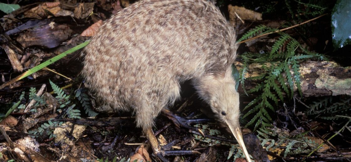 Le kiwi trouve ses proies sous les feuilles et dans la terre
