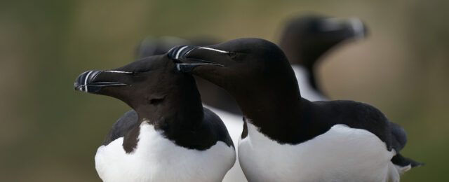 Le pingouin peut rester en couple toute sa vie.
