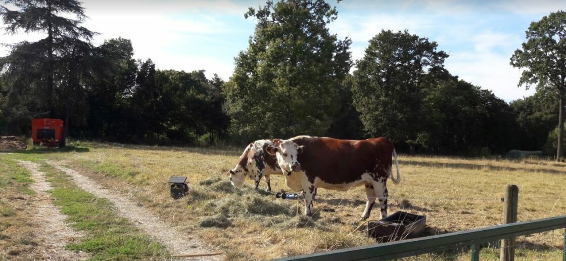 Des vaches à quelques mètres de l’hippodrome de Vincennes 
