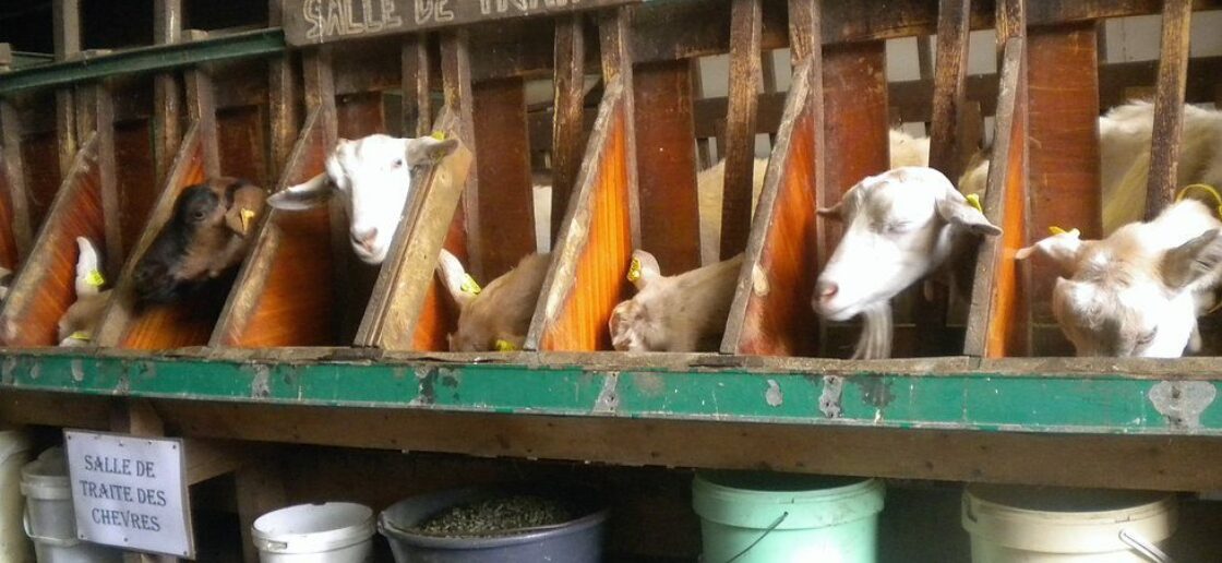 Assister à la traite des chèvres est un moment phare de la visite de la ferme
