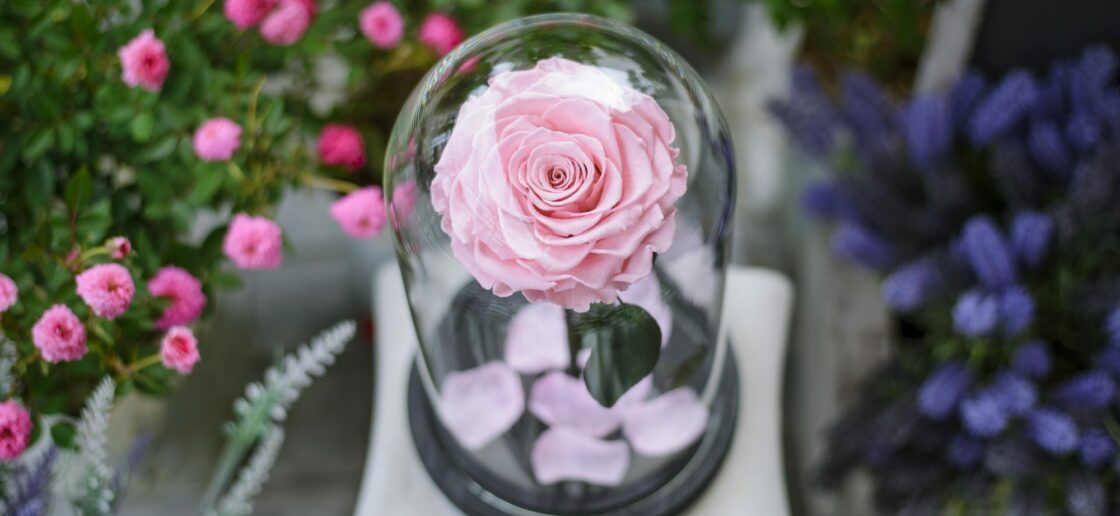 Une fleur sous verre, le bien précieux du petit garçon
