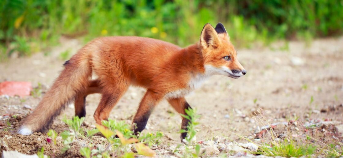 Le renard est un compagnon du petit prince
