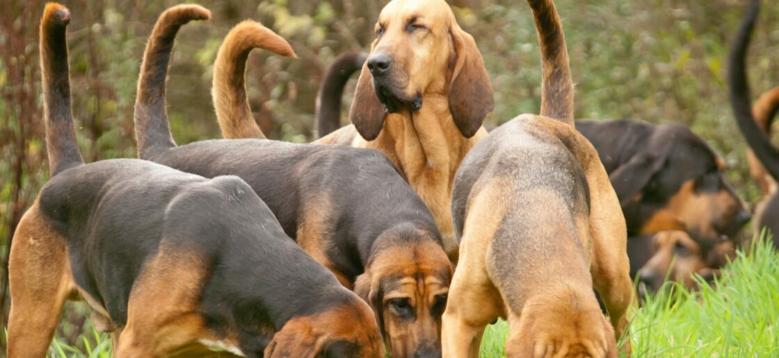 Les chiens de Saint-Hubert sont réputés pour leur flair
