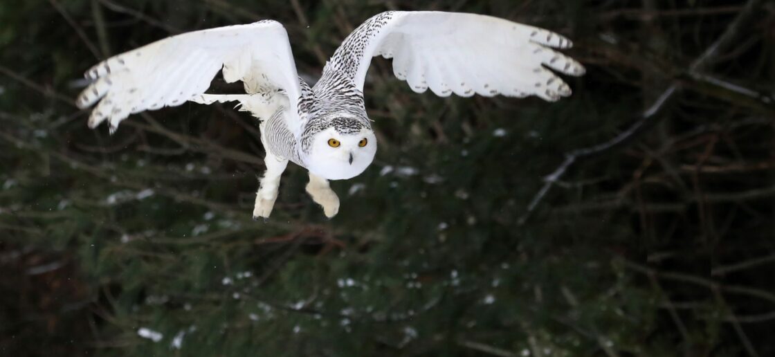 Un prédateur redoutable grâce à des ailes silencieuses
