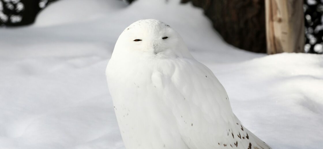 Grâce à son plumage blanc, le harfang se fond dans le décor
