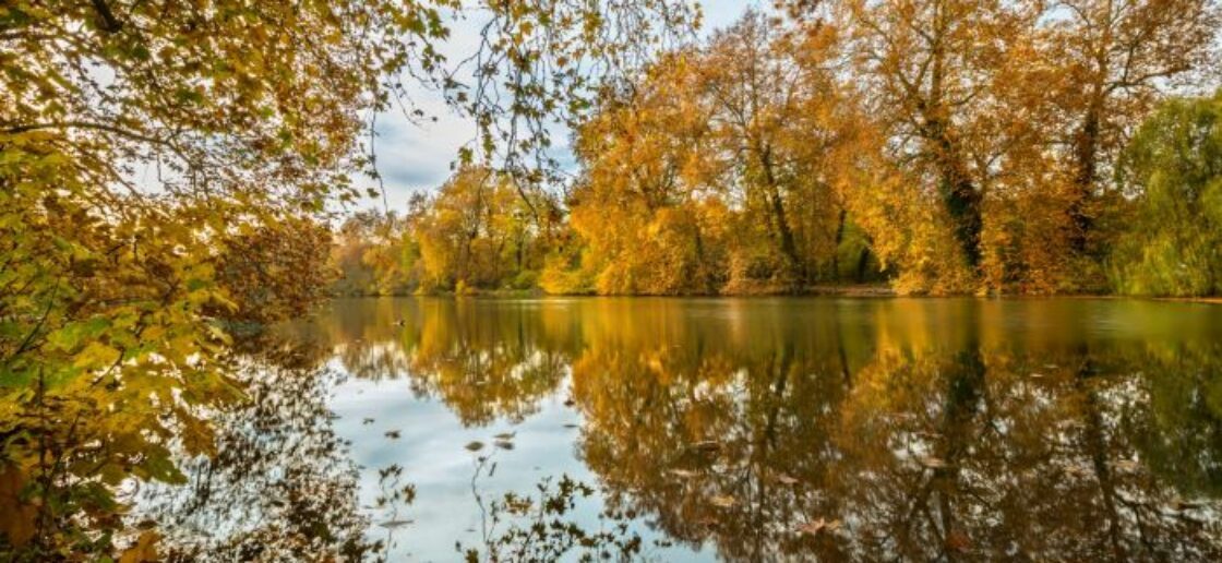 La forêt de Compiègne en automne.
