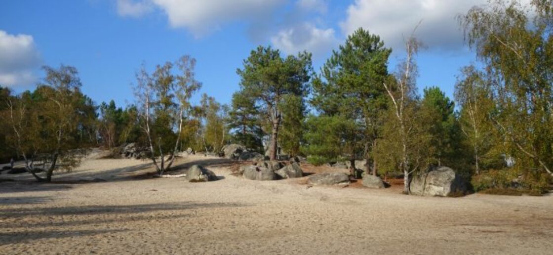 La forêt de Fontainebleau regorge de sublimes paysages !
