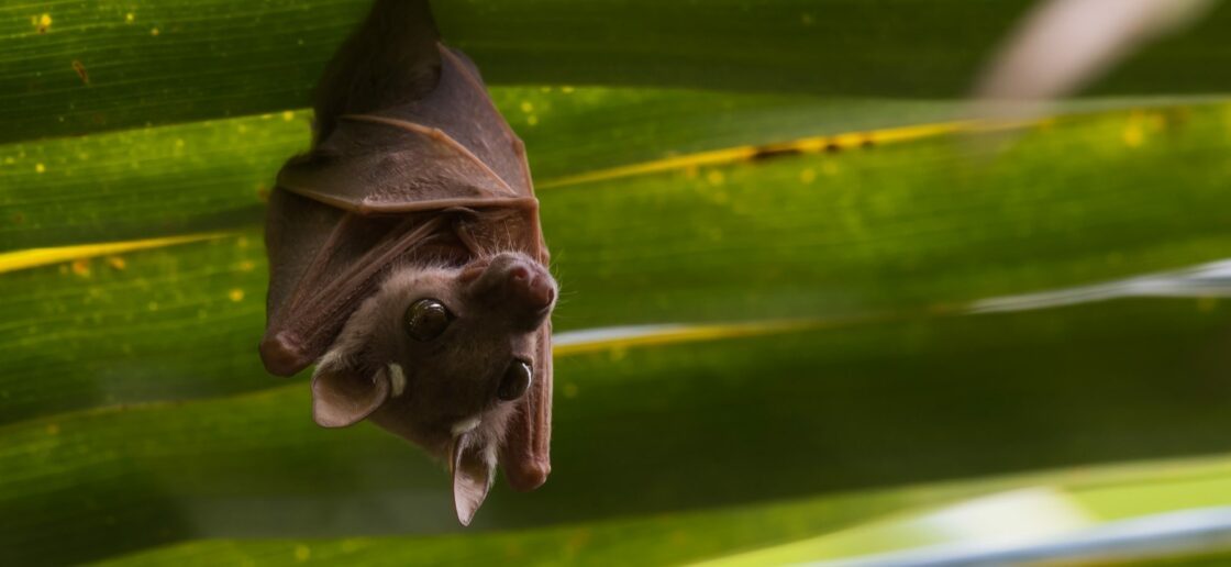 La femelle chauve-souris met au monde un seul petit à la fois
