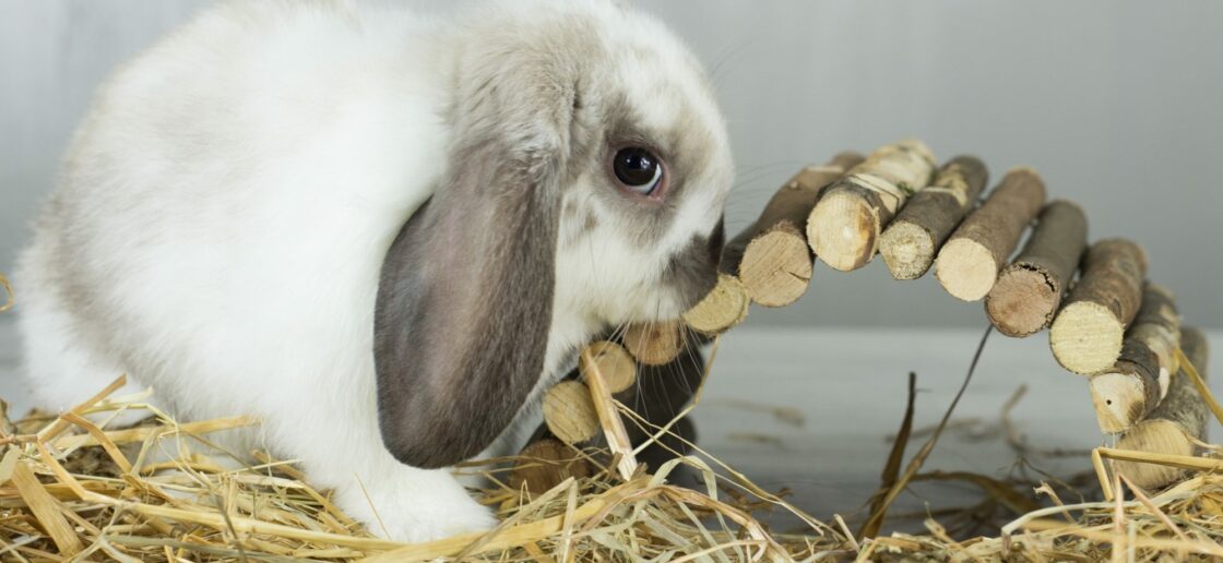 Difficile de ne pas craquer face à cette petite boule de poils !
