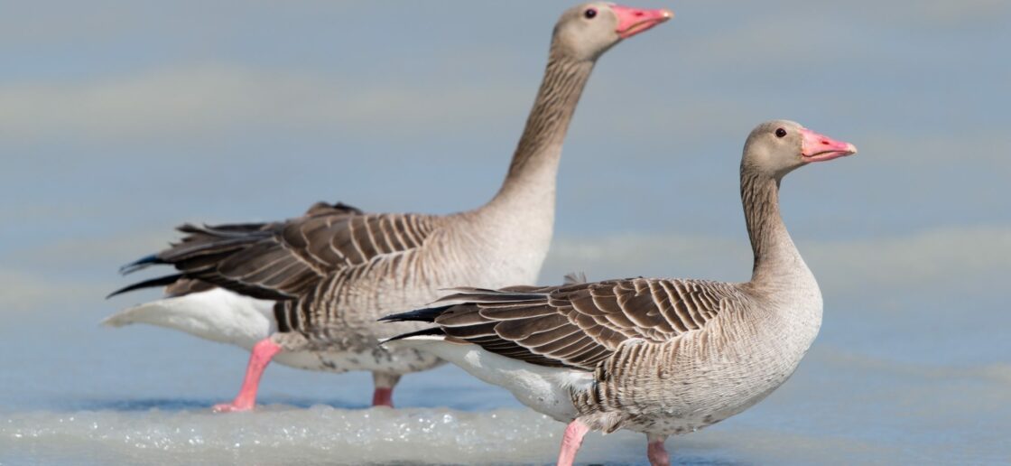 Les oies sauvages sont prêtes à recueillir le canard
