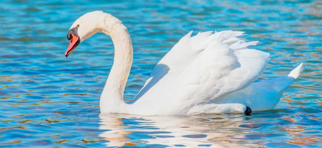 Celui qui était surnommé  » le vilain petit canard  » était finalement un cygne
