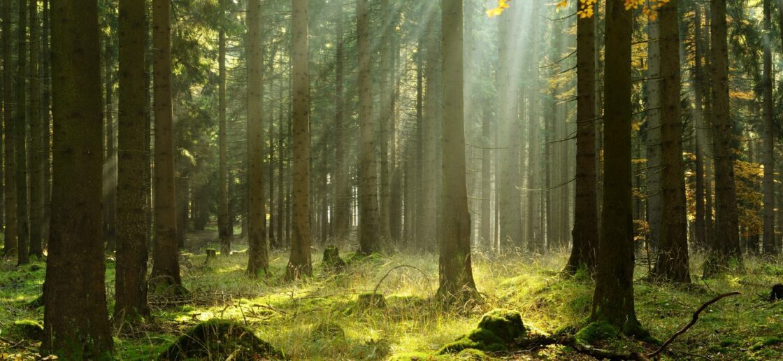 Robin des bois se réfugie dans la forêt de Sherwood
