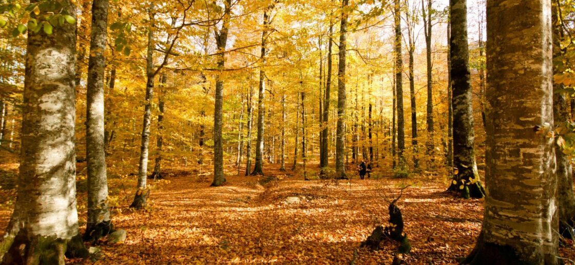 La saison idéale pour cueillir des champignons 
