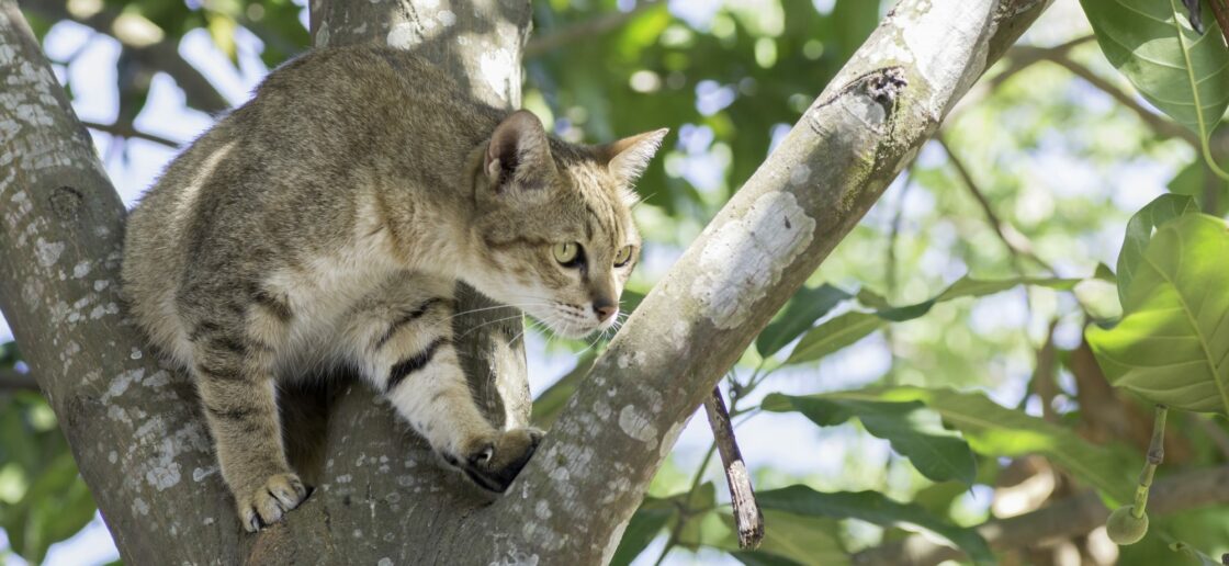 Le chat et l’oiseau se réfugient à l’abris dans l’arbre 
