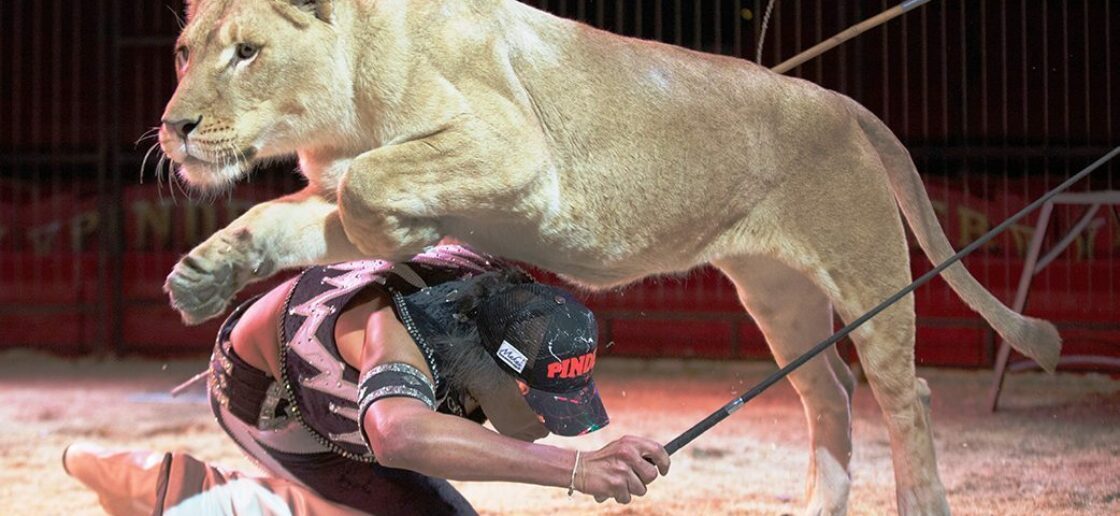 Le dressage des fauves par Frédéric Edelstein demeure un des numéros phares du cirque Pinder
