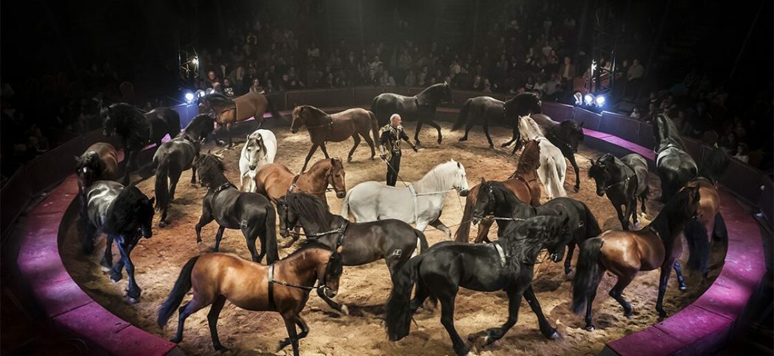 Au Cirque Alexis Gruss, les arts équestres sont depuis toujours à l’honneur !
