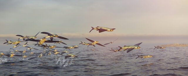 Un groupe de poissons volants sautant hors de l’eau.
