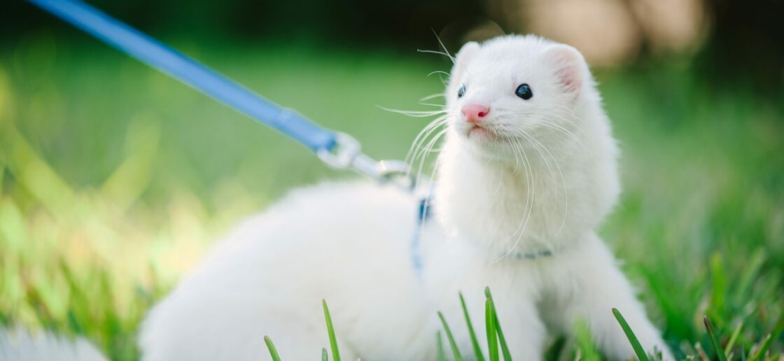 Promenez votre furet à l’extérieur à l’aide d’une laisse
