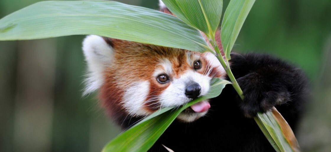 Le panda roux possède également un sixième doigt bien utile pour tenir les tiges de bambou entre ses pattes
