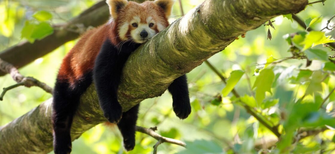 Une petite sieste dans les arbres

 
