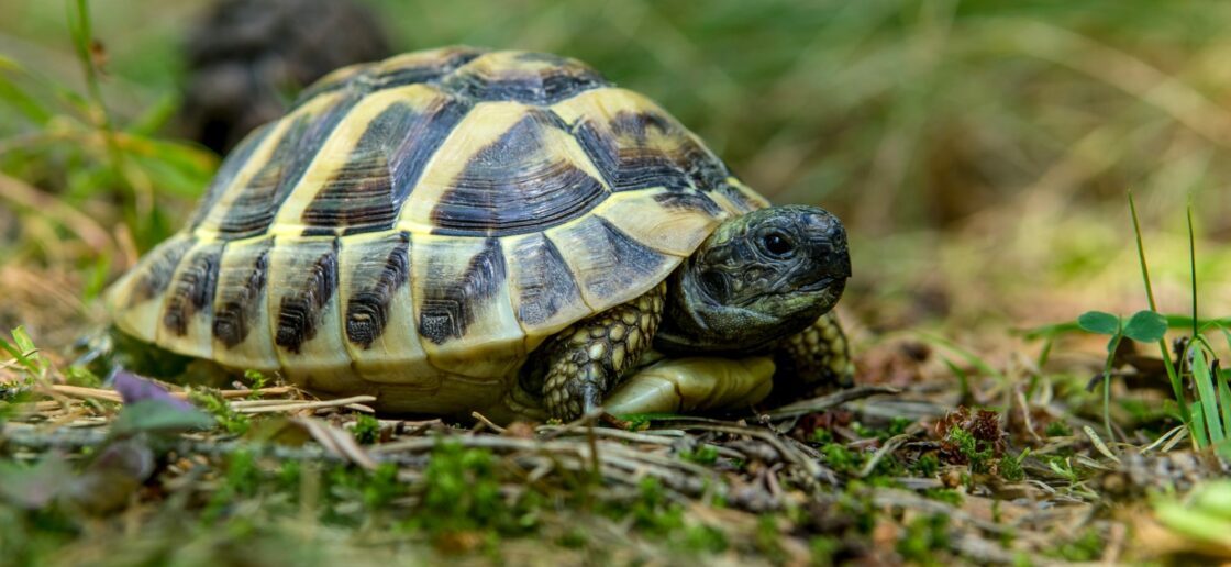 La tortue est un animal calme
