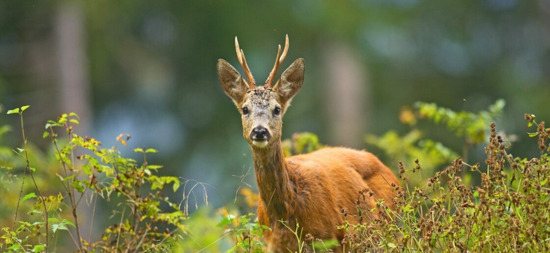 Admirez le beau regard du chevreuil !
