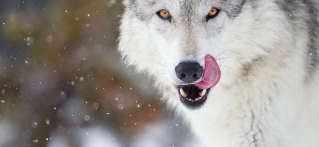 Le loup affamé de la montagne
