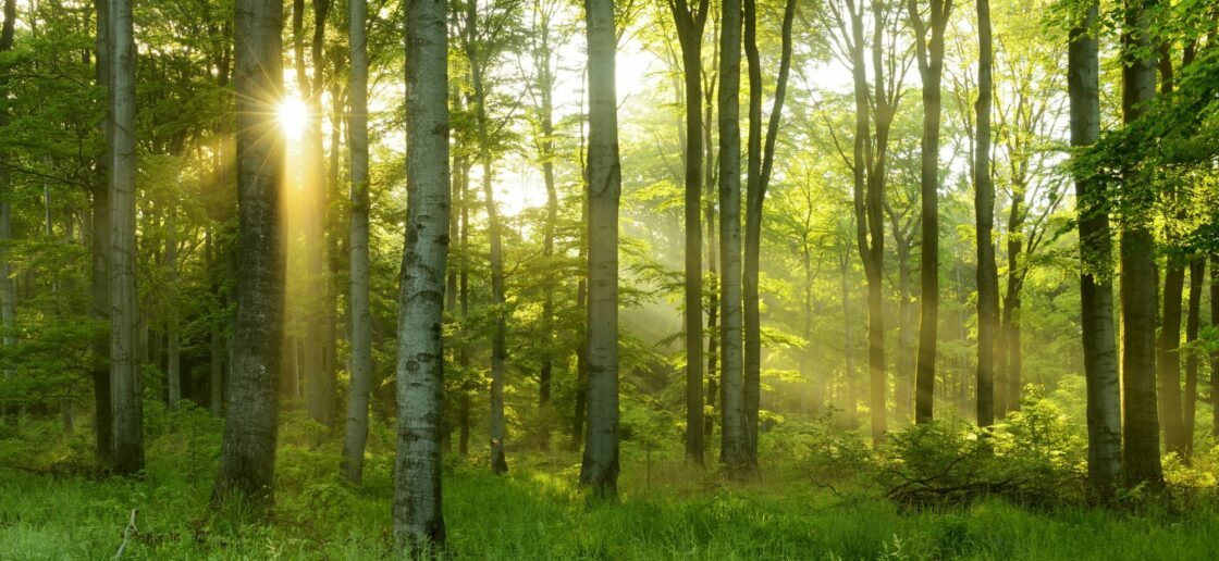 La forêt ou le poumon vert du monde
