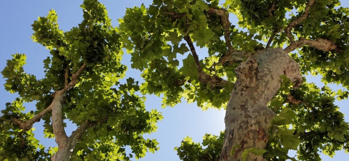 La platane est un arbre haut et fin. Saurez-vous l’identifier ?
