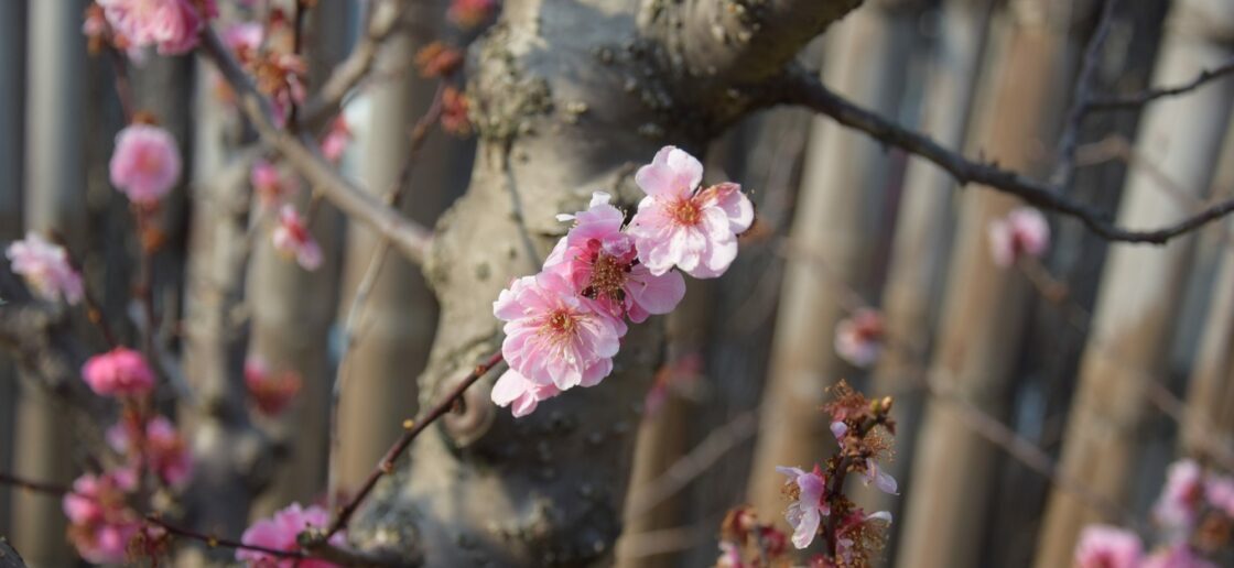 Les cerisiers du Japon sont reconnaissables grâce à leurs jolies fleurs.
