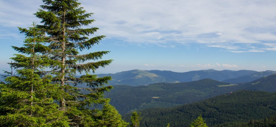 Dans les Vosges, vous trouverez beaucoup de sapins.
