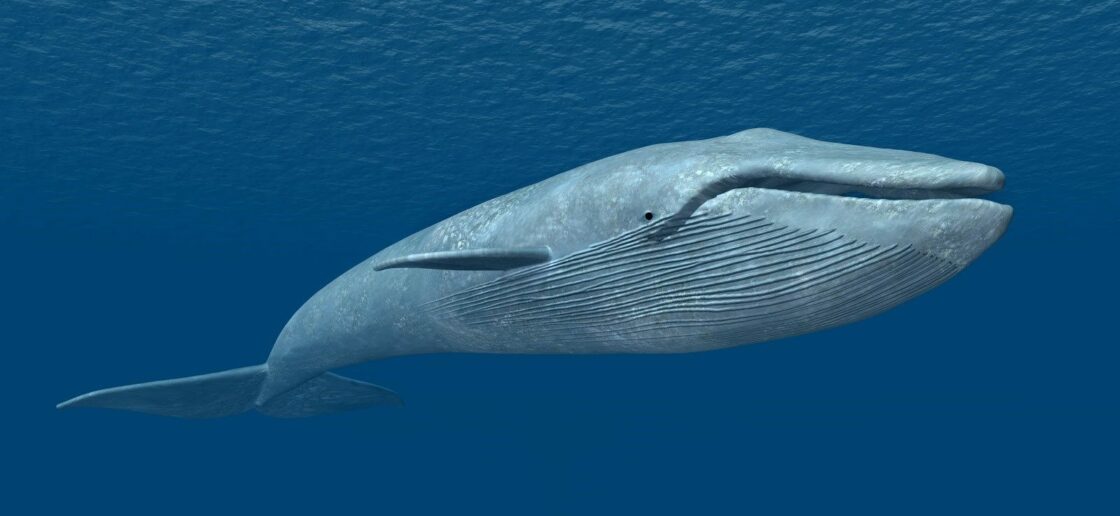 le plus grand animal de la planète, la baleine bleue
