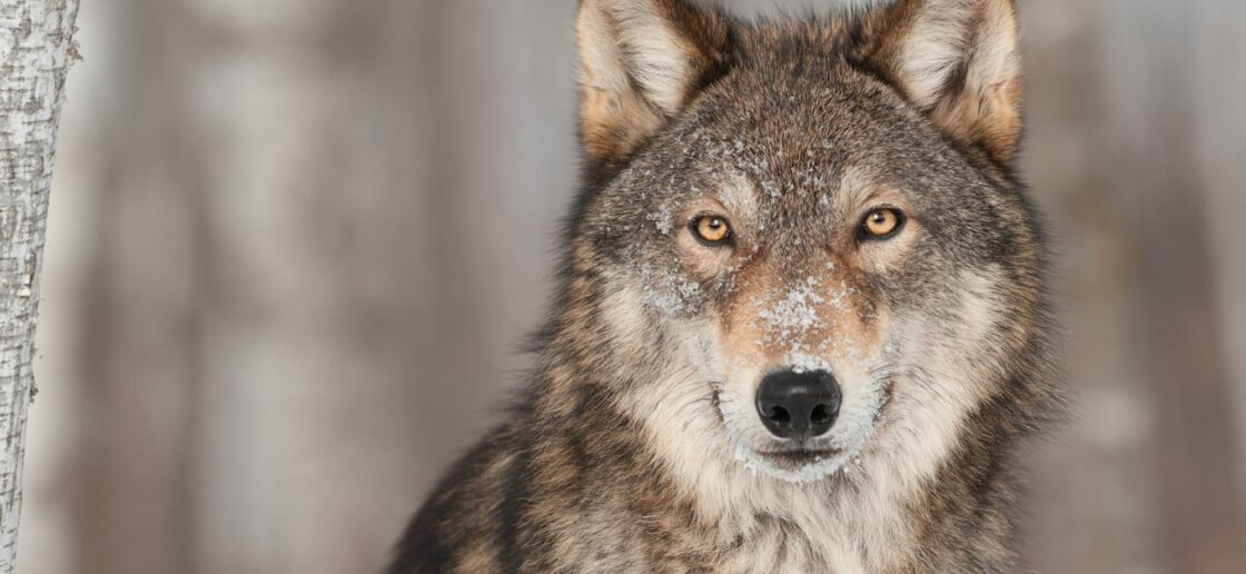 Le loup, un animal carnivore et charognard
