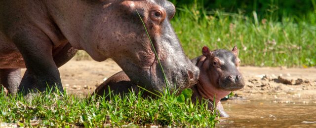 Une femelle hippopotame est son bébé.
