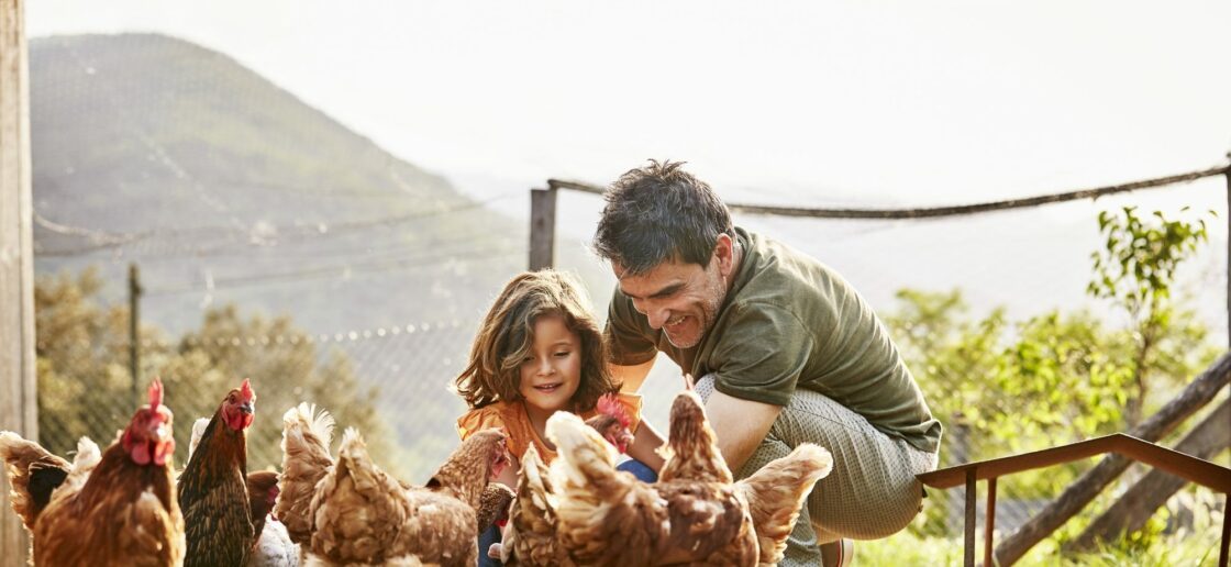 Que c’est amusant de laisser une poule picorer dans sa main !
