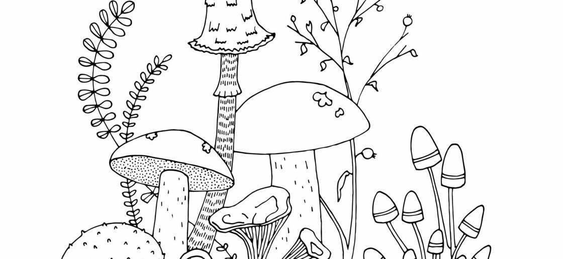 Un coloriage de champignons aux couleurs de l’automne
