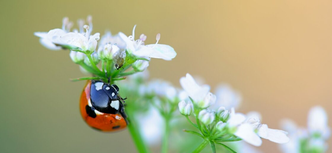 La coccinelle, un insecticide naturel pour respecter la biodiversité des jardins
