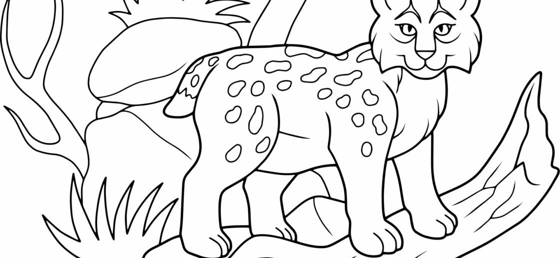 Un coloriage pour découvrir le lynx et son milieu naturel !
