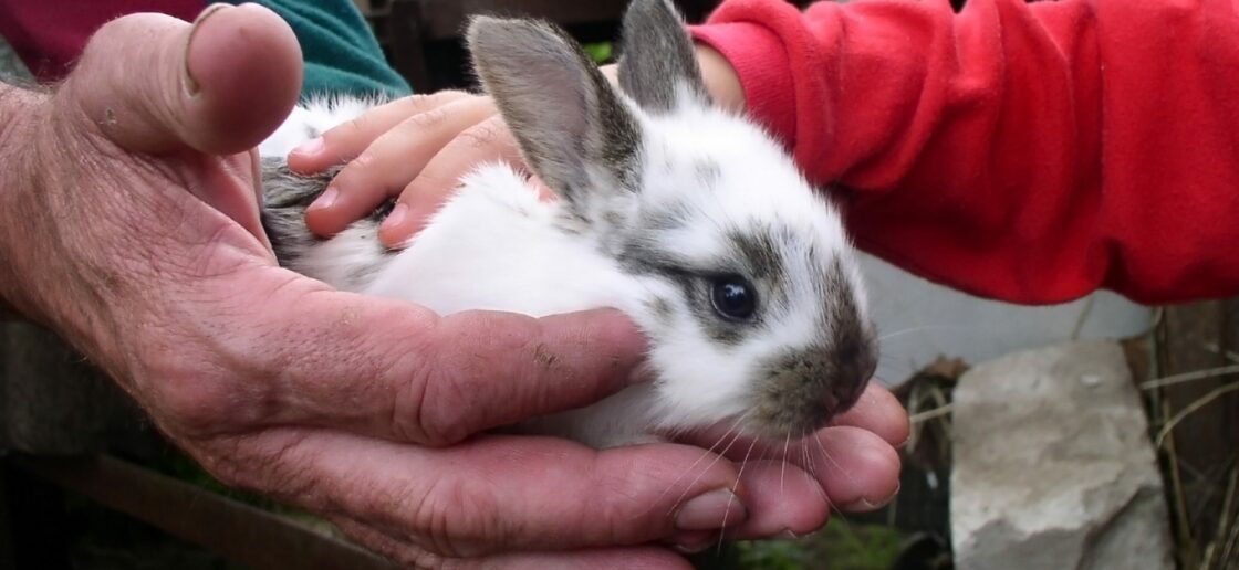 Le lapin, un des petits animaux qui adore les câlins sereins !
