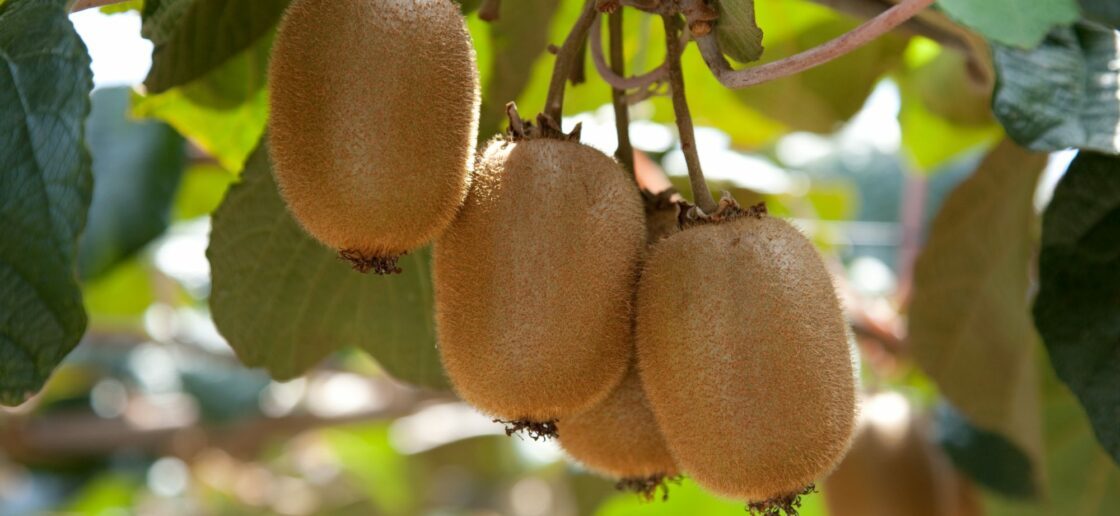 Le kiwi, un fruit de février à laisser mûrir doucement au frais.
