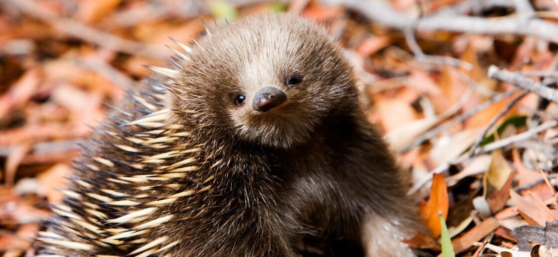 Malgré sa ressemblance avec le hérisson, l’échidné est du même ordre que l’ornithorynque !
