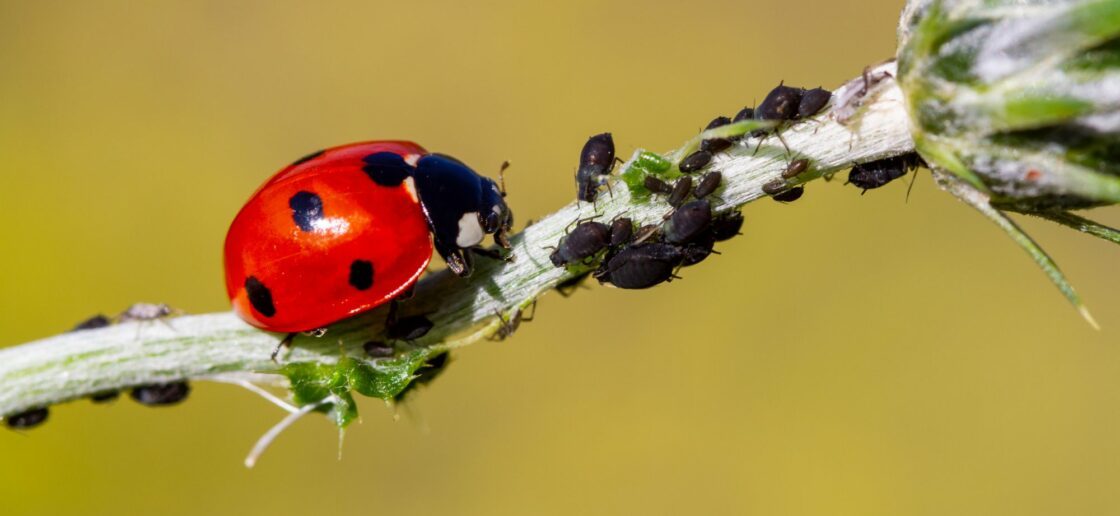 Dans le principe de permaculture, les espèces végétales et animales interagissent entre elles !
