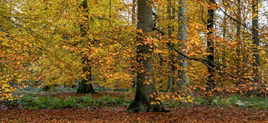 Découvrez pourquoi certaines feuilles sont rouges et d’autres jaunes et orangé !
